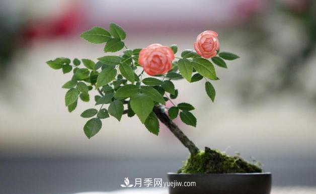 會養(yǎng)花的人，能把普通月季，養(yǎng)成“藝術(shù)品”(圖6)