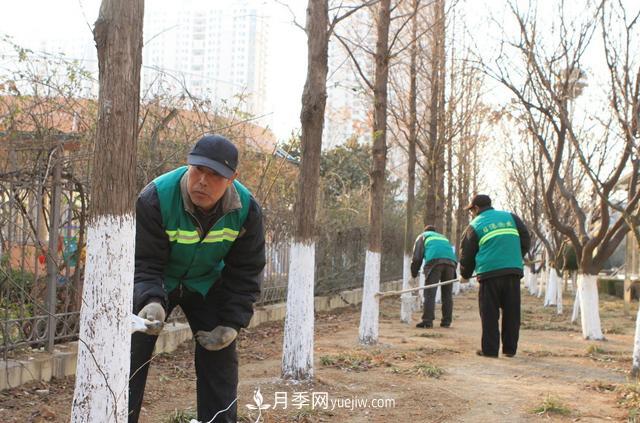 為什么說秋季移栽樹木成活率更高？苗木要提高成活率，還需要注意什么(圖3)