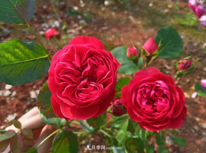 被玫瑰遮住光芒的月季花，妙用很多，能賞能吃能泡茶(圖2)