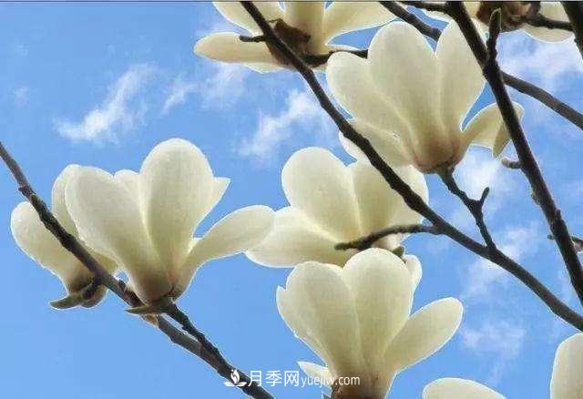 白玉蘭花期有多久，花期如何管理？(圖1)