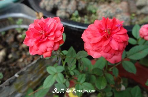 微型月季花怎么養(yǎng) 微型月季花的養(yǎng)殖方法和注意事項(圖2)