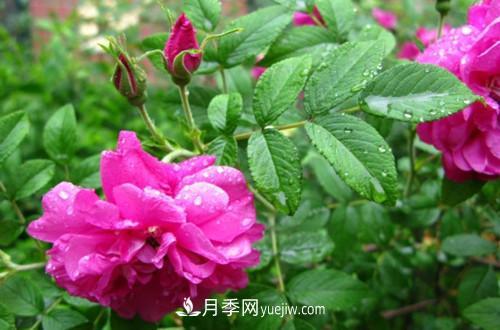 微型月季花怎么養(yǎng) 微型月季花的養(yǎng)殖方法和注意事項(圖1)