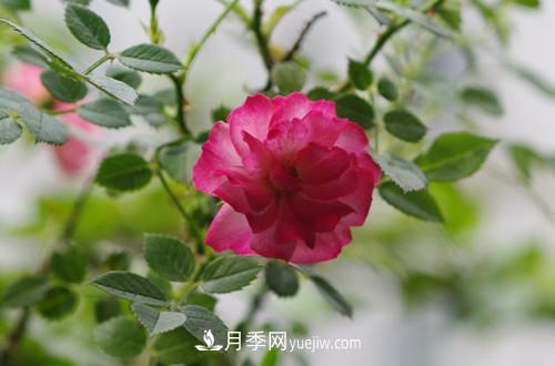 微型月季花怎么養(yǎng) 微型月季花的養(yǎng)殖方法和注意事項(圖3)