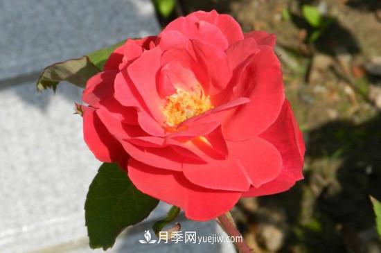 月季花有哪些顏色？月季花的養(yǎng)殖方法？(圖3)