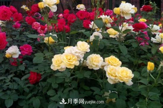 月季花有哪些顏色？月季花的養(yǎng)殖方法？(圖2)