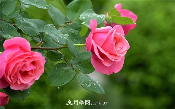 地栽月季花的養(yǎng)殖方法，養(yǎng)殖的小技巧有什么(圖1)