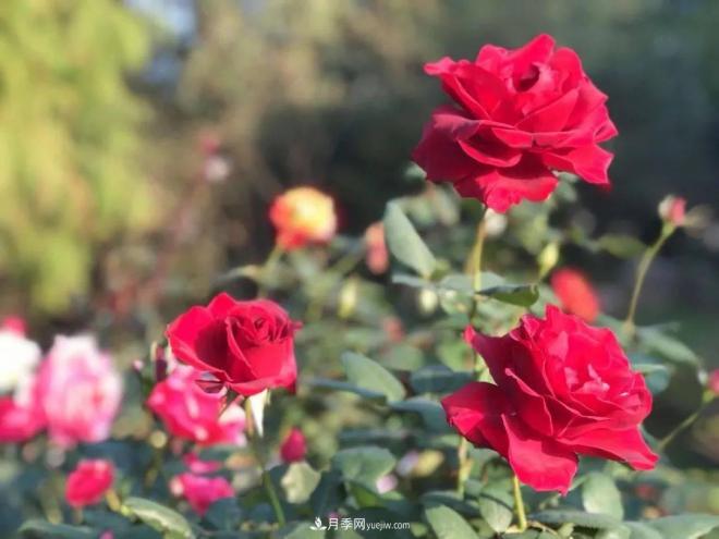 秋日暖陽(yáng)花盛開，來(lái)上海濱江森林公園看金秋***美月季花(圖1)