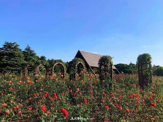 秋日暖陽(yáng)花盛開，來(lái)上海濱江森林公園看金秋***美月季花(圖2)