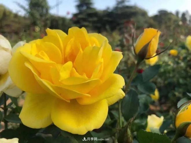 秋日暖陽(yáng)花盛開，來(lái)上海濱江森林公園看金秋***美月季花(圖4)