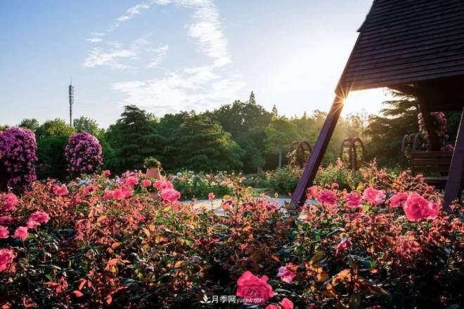 秋日暖陽(yáng)花盛開，來(lái)上海濱江森林公園看金秋***美月季花(圖3)