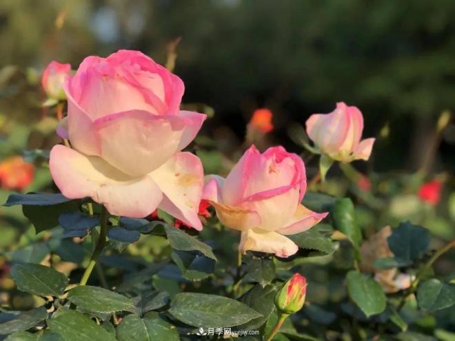 秋日暖陽(yáng)花盛開，來(lái)上海濱江森林公園看金秋***美月季花(圖6)