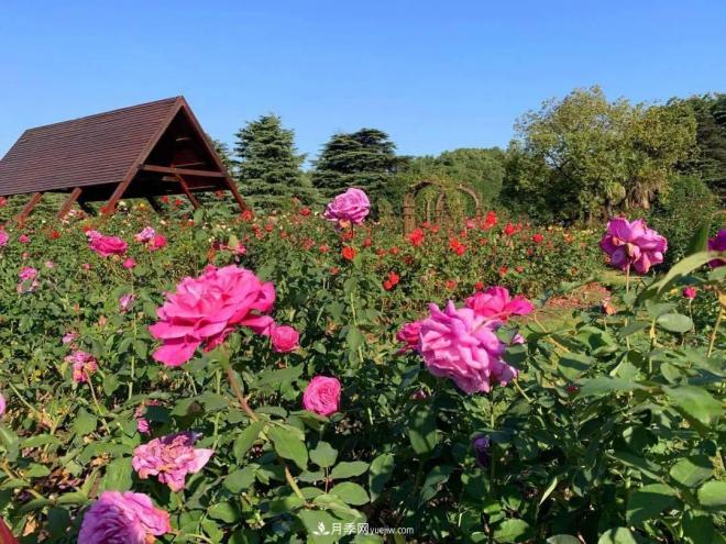 秋日暖陽(yáng)花盛開，來(lái)上海濱江森林公園看金秋***美月季花(圖5)