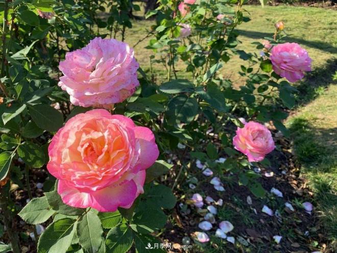 秋日暖陽(yáng)花盛開，來(lái)上海濱江森林公園看金秋***美月季花(圖10)