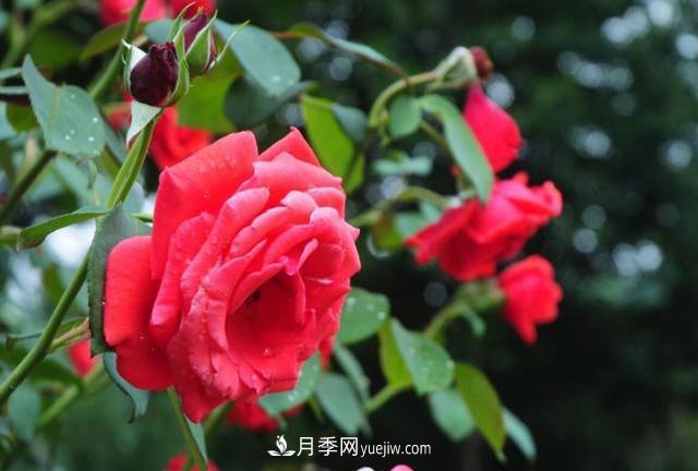 月季花的養(yǎng)殖方法和病蟲防治(圖2)