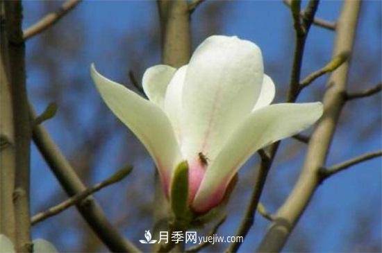 白玉蘭和白蘭花的區(qū)別，白玉蘭花語(yǔ)和含義(圖3)