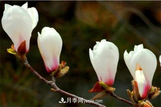 白玉蘭和白蘭花的區(qū)別，白玉蘭花語(yǔ)和含義(圖1)