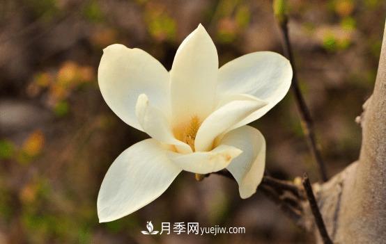 玉蘭花什么時候開，玉蘭花的種植方法(圖1)