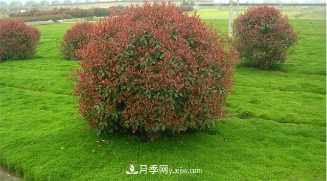 南陽哪家苗圃紅葉石楠質(zhì)量好(圖1)