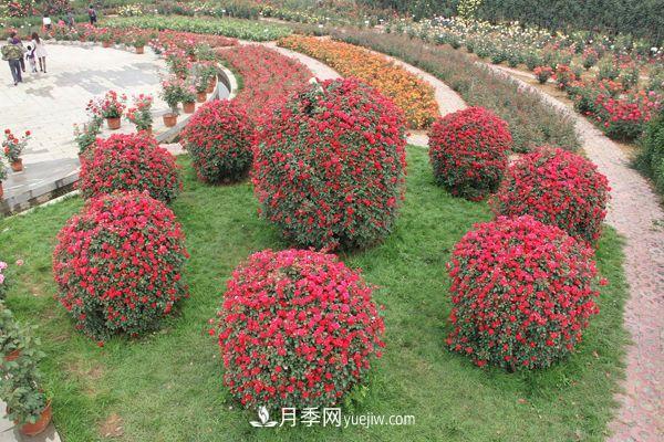 來自南陽月季的直徑80CM月季花球，美上天了(圖1)