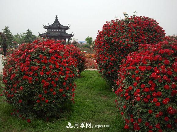 來自南陽月季的直徑80CM月季花球，美上天了(圖2)