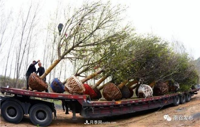 南陽南召縣：“中國玉蘭之鄉(xiāng)”花木分外香(圖2)