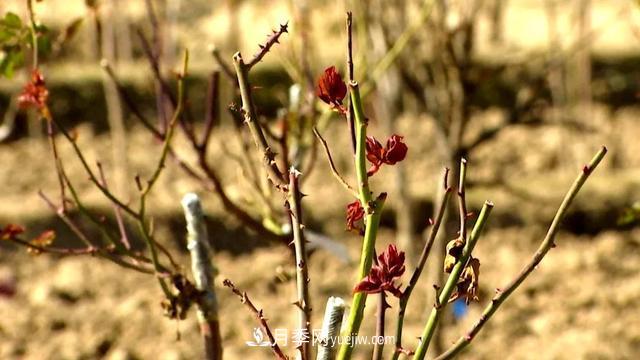 甘肅定西森源苗木：花木產(chǎn)業(yè)推動綠色發(fā)展(圖4)