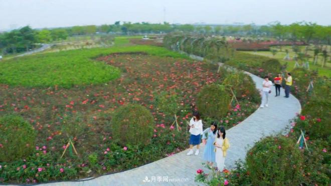 立冬已過，小雪將至~ 肇慶新區(qū)月季園景色獨(dú)好、風(fēng)光別致(圖2)