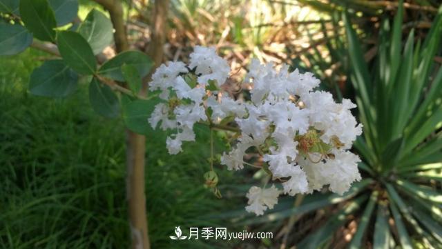 園林樹(shù)木百家姓——紫葉苗木(圖3)