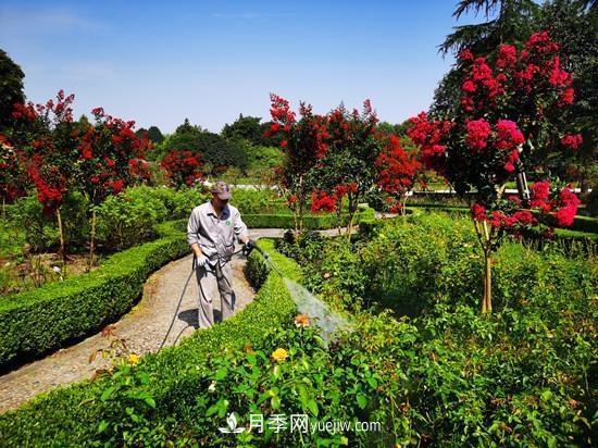 杭州花港多措并舉提升景區(qū)園林景觀(圖2)