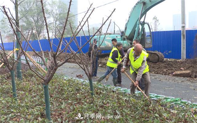 湖北應(yīng)城栽種花木1500余株 賞花來這里！(圖1)