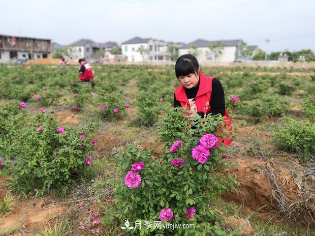 做美花木產(chǎn)業(yè) 浙江長興這個鄉(xiāng)村打造美麗經(jīng)濟(jì)(圖2)