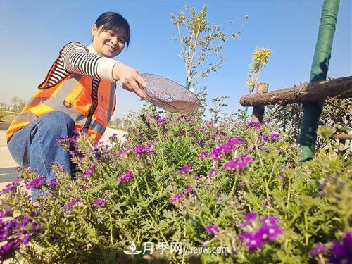 江蘇徐州崗樓村：花木產(chǎn)業(yè)點(diǎn)亮“花樣生活”(圖1)