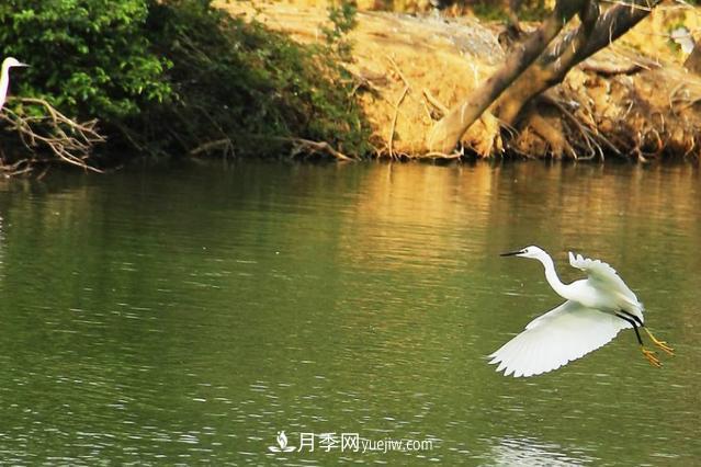 江西南昌天香園走紅，有3萬余的盆景，是南昌的“花卉之源”(圖5)