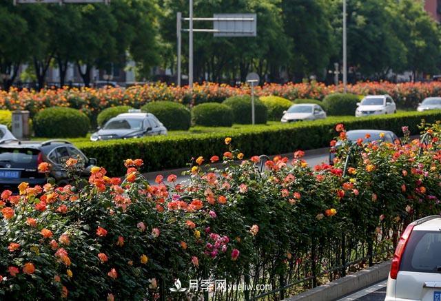 河北北京天津樹(shù)狀月季成風(fēng)景線，四季應(yīng)該怎么養(yǎng)護(hù)？(圖2)