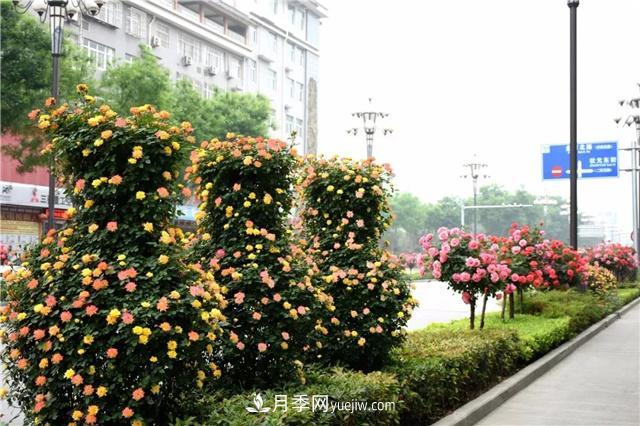 批發(fā)供應(yīng)月季花瓶、月季花球等藤本造型月季(圖1)