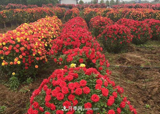 批發(fā)供應(yīng)月季花瓶、月季花球等藤本造型月季(圖4)