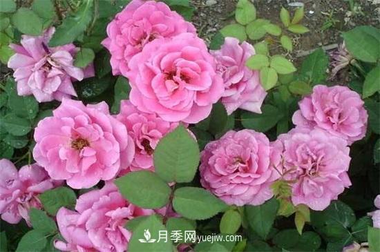 一年四季都開花的盆栽，盤點(diǎn)十種全年花期的花卉(圖1)