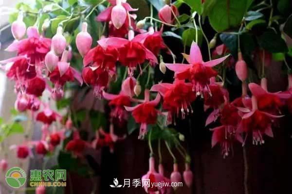 一年四季盛開的花是什么花？盤點十種四季都開花的花(圖2)