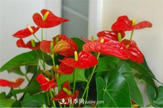 一年四季都開花的盆栽，盤點(diǎn)十種全年花期的花卉(圖4)