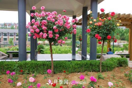 用野生薔薇嫁接灌木月季，能不能養(yǎng)成樹狀月季？(圖1)