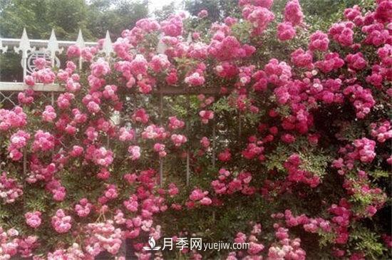 紅木香花是不是月季花(圖2)