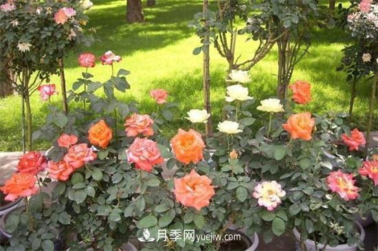 月季花什么時候開？南陽月季花期4～11月(圖1)