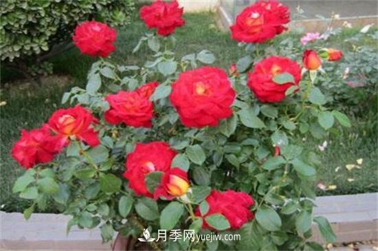 月季花什么時候開？南陽月季花期4～11月(圖2)