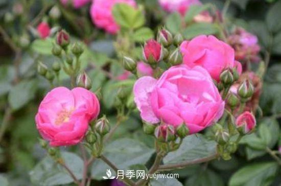 月季花養(yǎng)護(hù)要點(圖2)