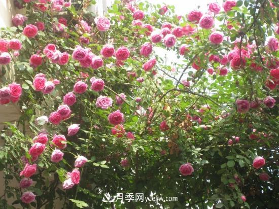 藤本月季的種植方法與養(yǎng)護辦法，適當修剪更勤花(圖4)