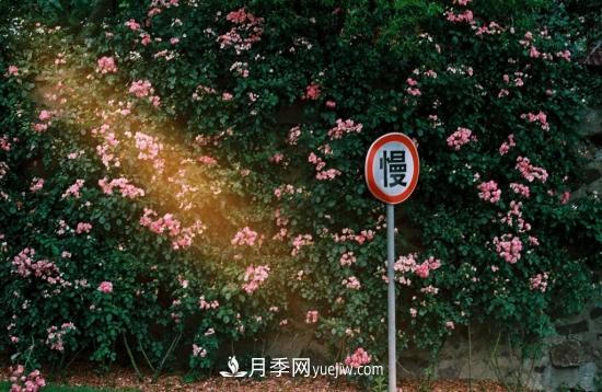 藤本月季的種植方法與養(yǎng)護辦法，適當修剪更勤花(圖1)