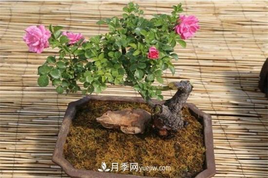 月季花可以澆茶葉水嗎？不可以(圖6)