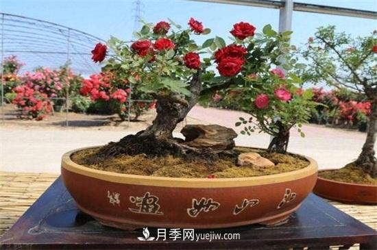 月季花可以澆茶葉水嗎？不可以(圖5)