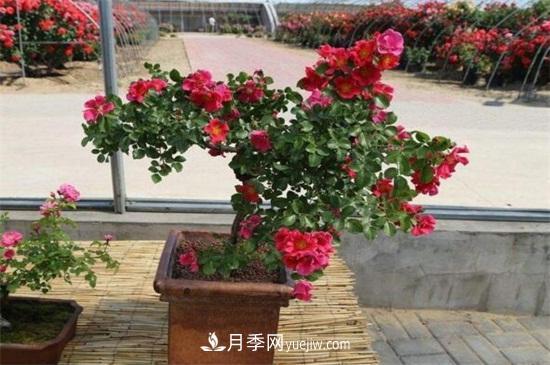 月季花可以澆茶葉水嗎？不可以(圖4)