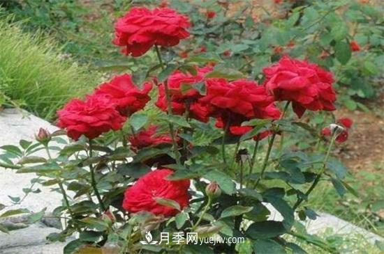 月季花可以澆茶葉水嗎？不可以(圖3)